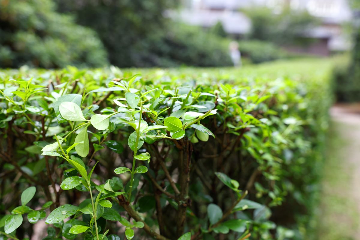 Hecke schneiden: Wann ist es erlaubt? Schonzeit & Strafe