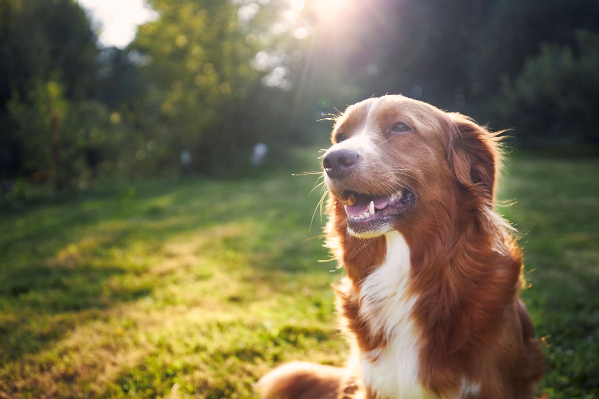 Hund vermisst Freudenstadt – erste Schritte zur Suche