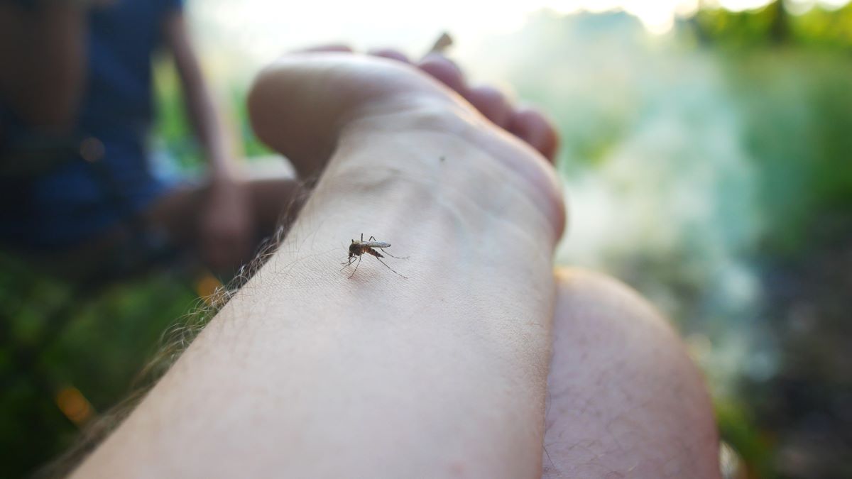 Insektenstiche in Freudenstadt: Erste Hilfe, richtige Behand