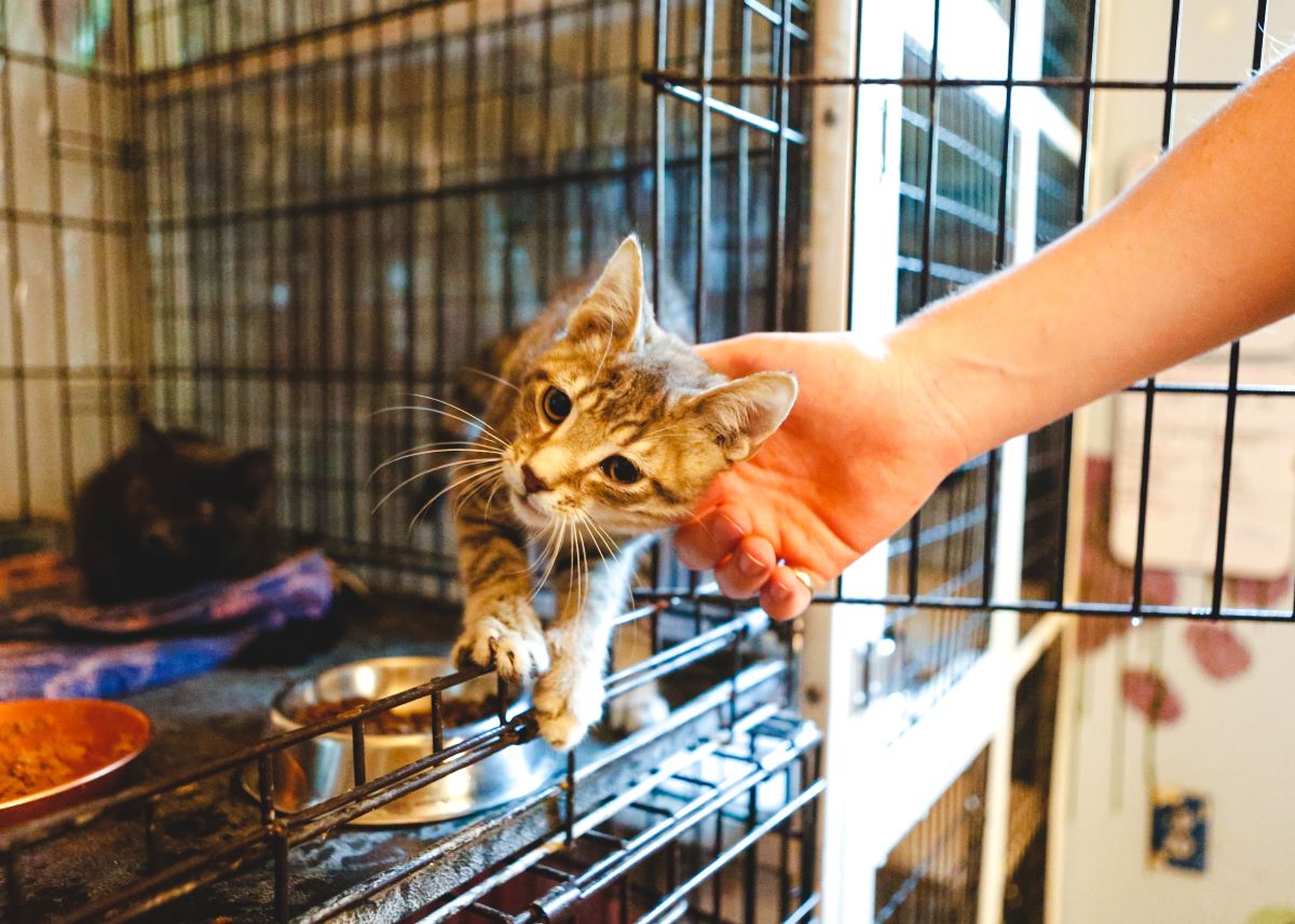 Katze mikrochippen Freudenstadt — Warum es wichtig ist