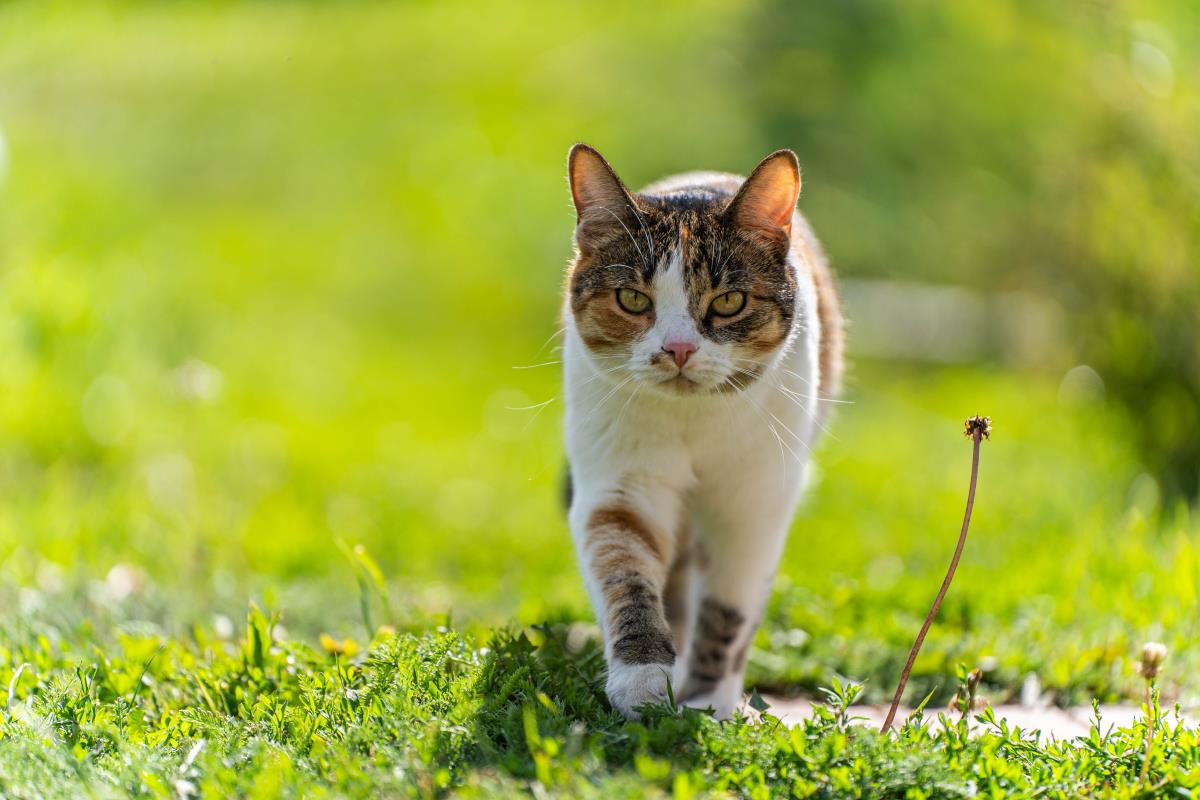 Katze freilaufend in Freudenstadt — Rechte und Pflichten ein