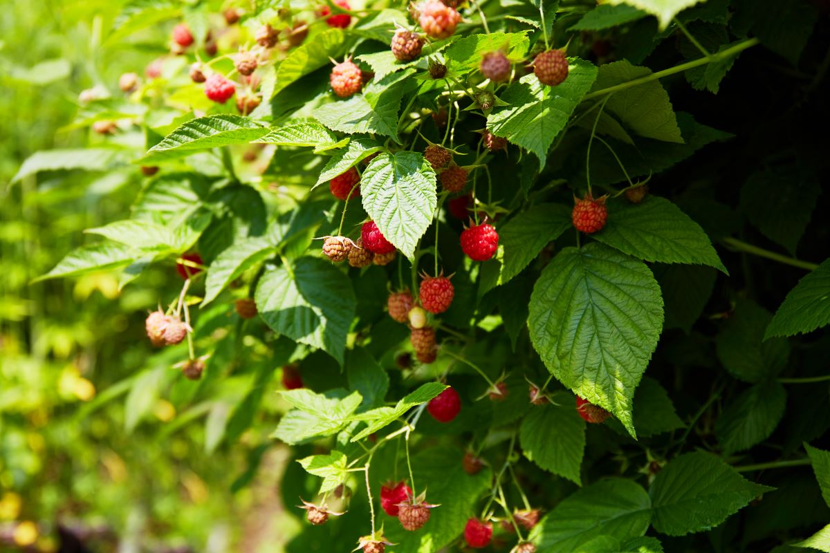 Streuobstwiese mit Hecke einfrieden in Freudenstadt — was is