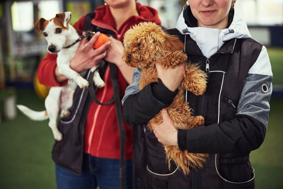 Tierheim-Adoption in Freudenstadt – Tiere retten statt kaufen